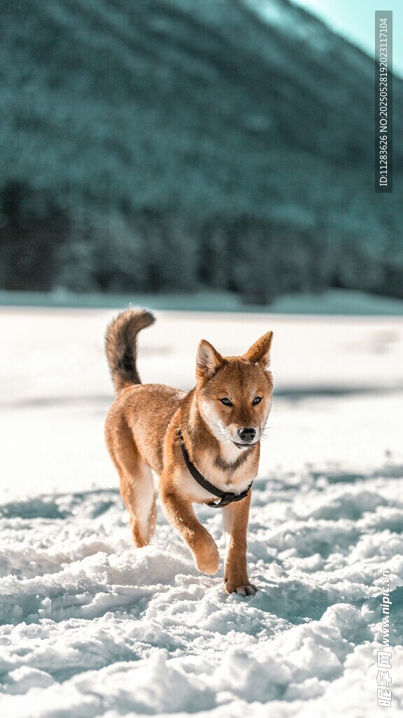 雪地中奔跑的快樂柴犬