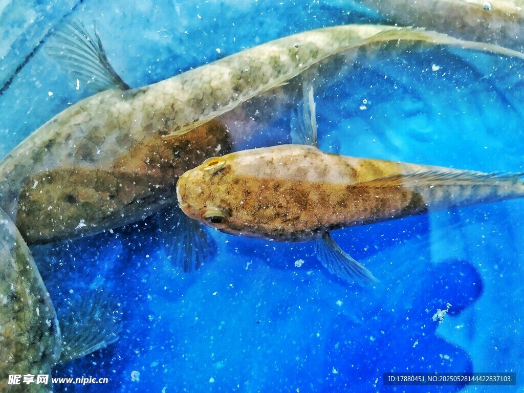 觀賞魚
