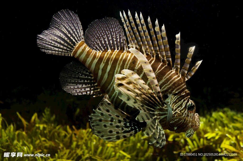 獅子魚