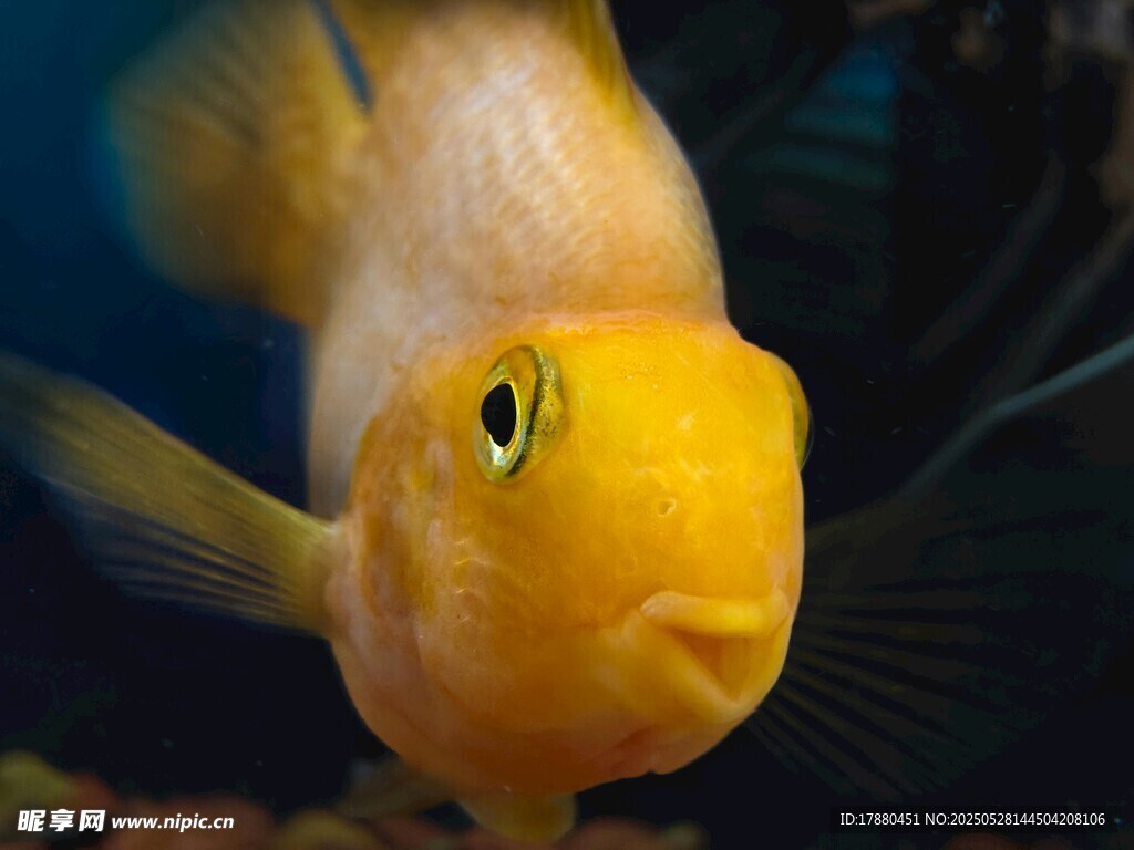 觀賞魚