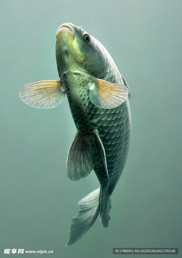鯉魚