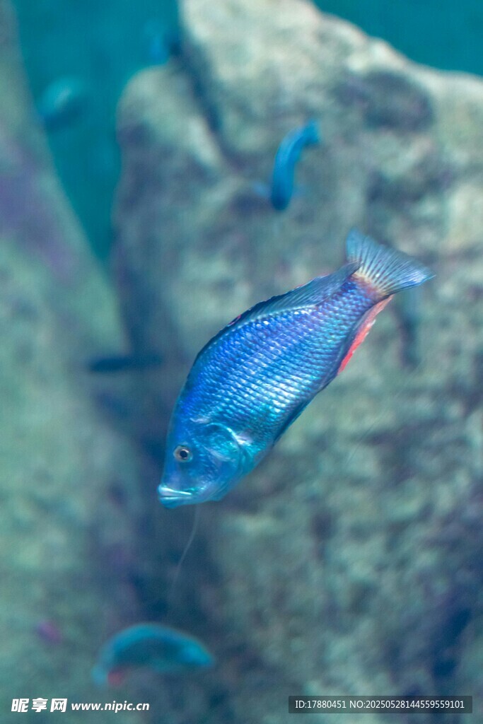 熱帶魚