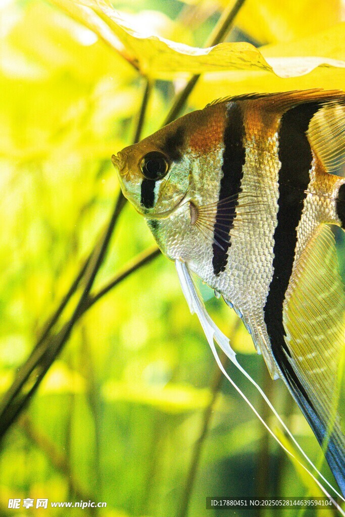 熱帶魚