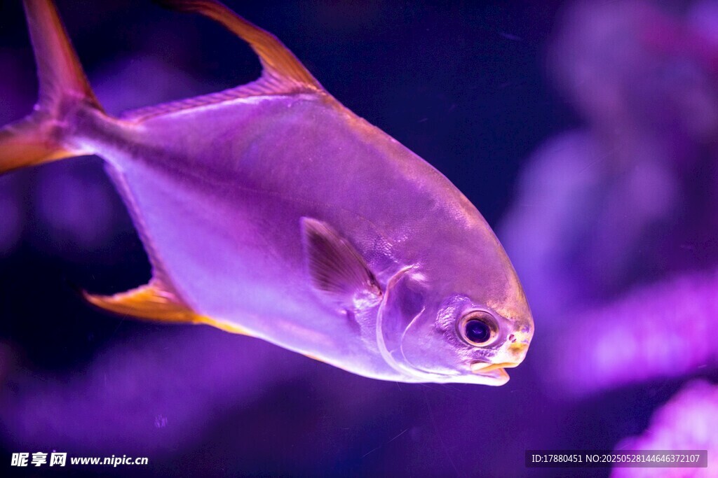 熱帶魚
