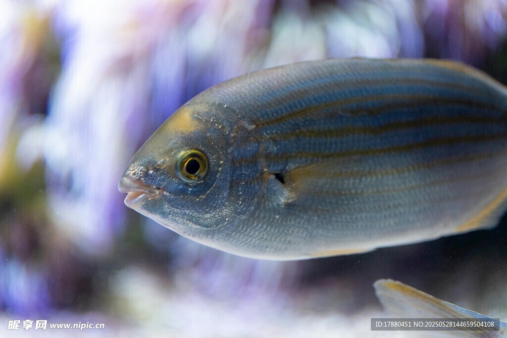 熱帶魚