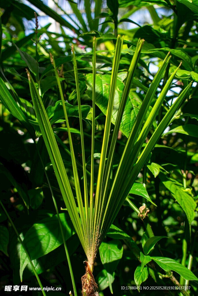 棕櫚植物
