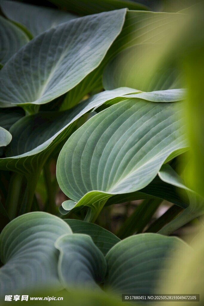 玉簪