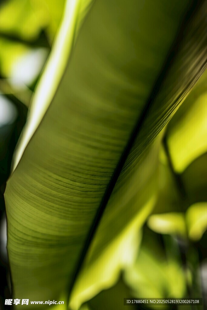 芭蕉葉