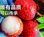 高品質(zhì)荔枝  