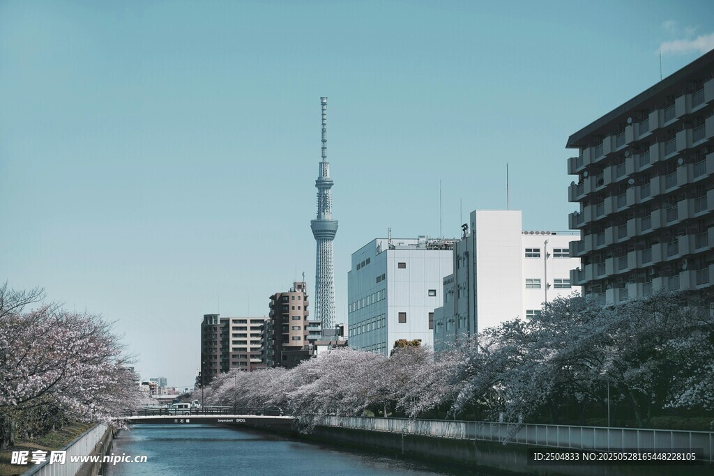 東京河畔櫻花與城市景觀