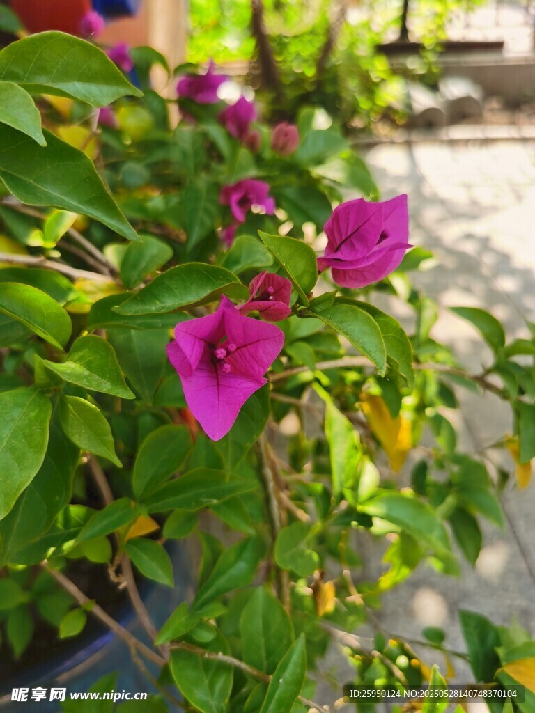 嬌艷三角梅綻放綠葉間