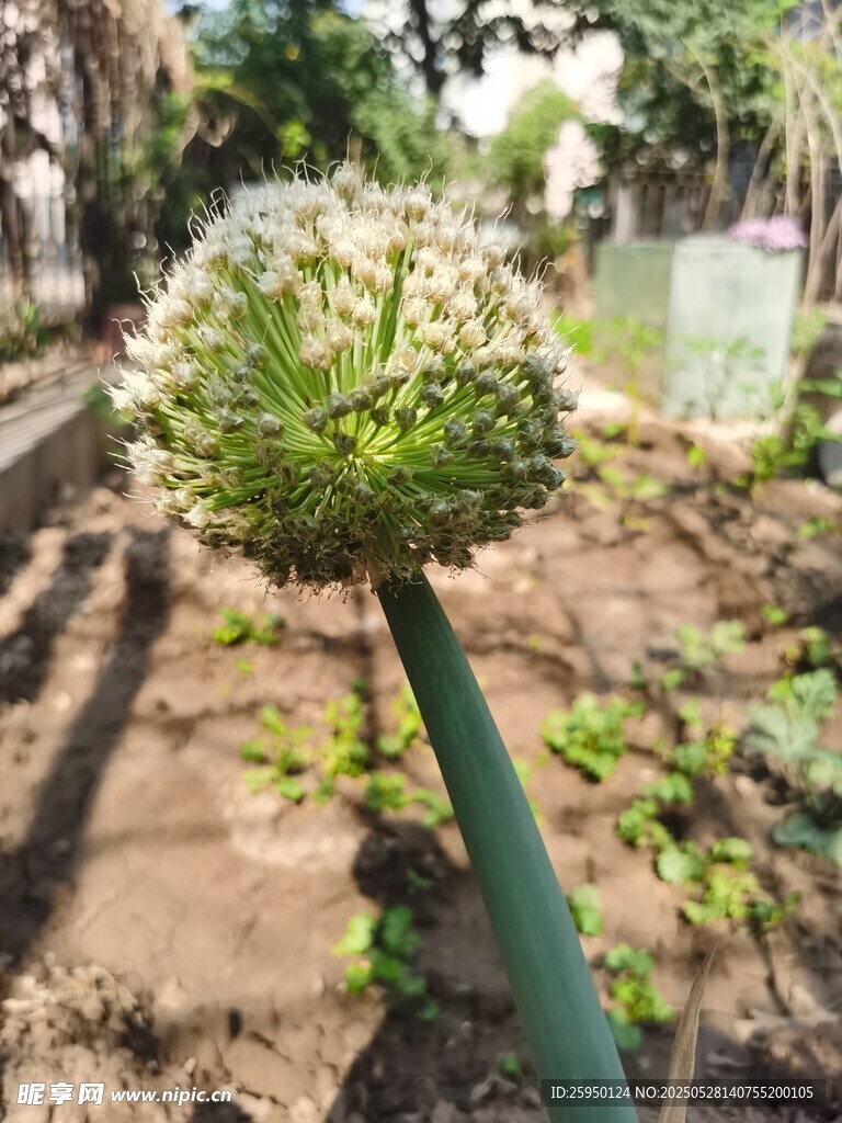 蔥屬植物特寫