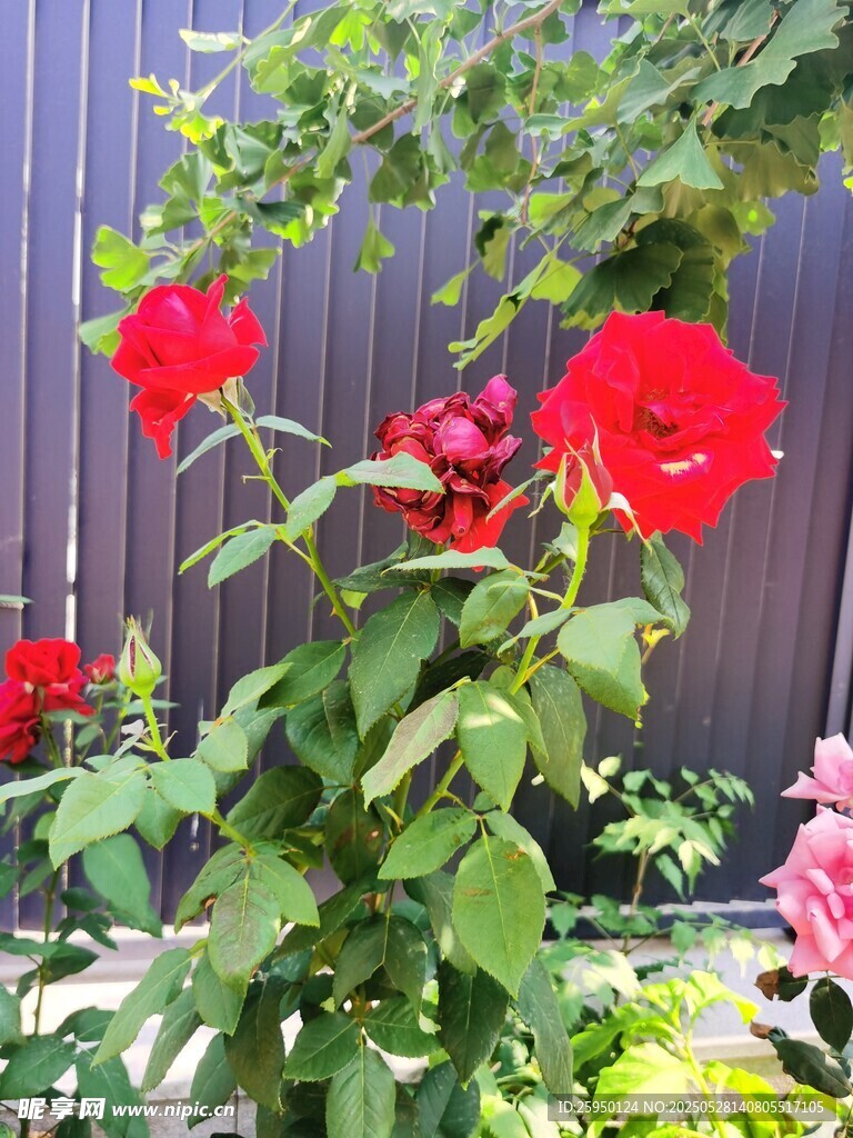 嬌艷紅玫瑰綻放綠葉間