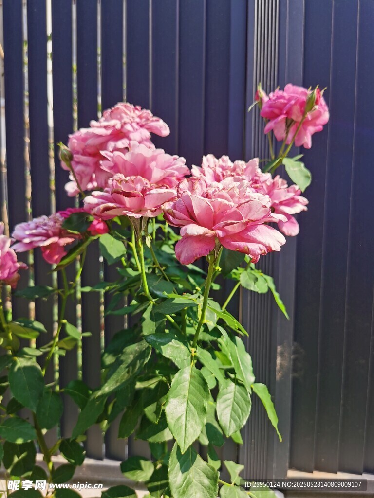 嬌艷粉色月季花綻放