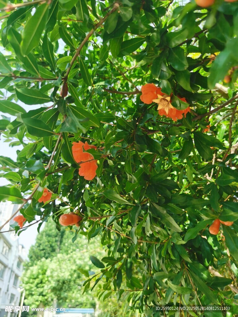 枝頭橙花綻綠葉間