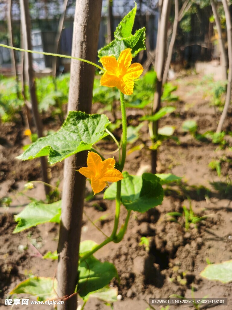 菜園中綻放的黃色小花