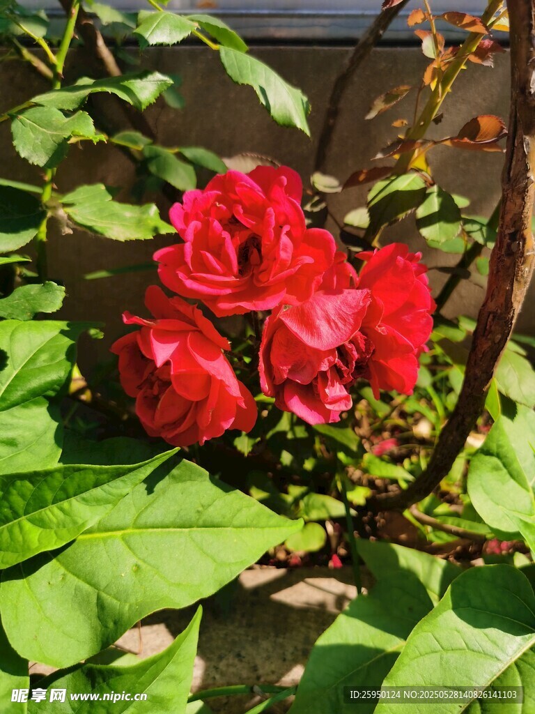 嬌艷紅花朵與翠綠葉片