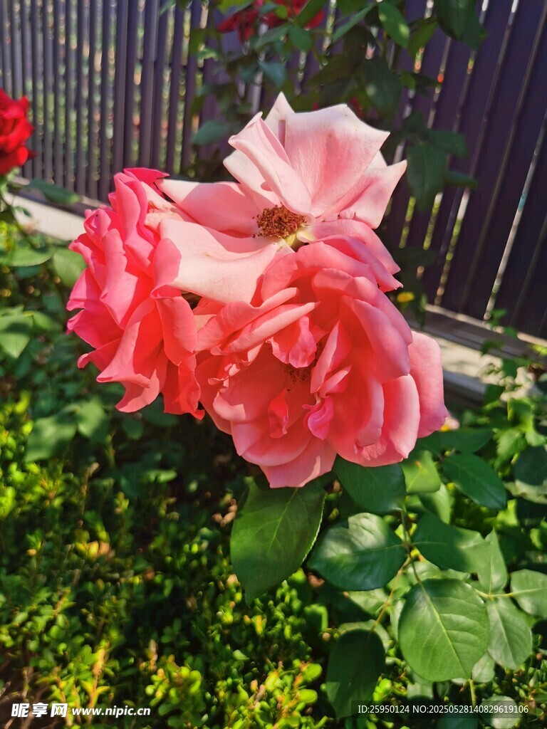 嬌艷盛開的粉色月季花