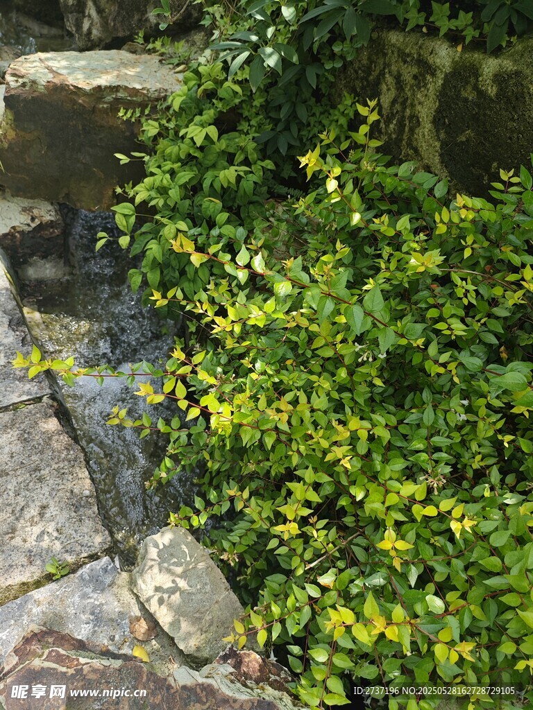 溪流