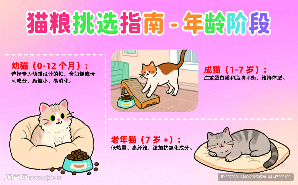 貓咪挑選指南之年齡階段