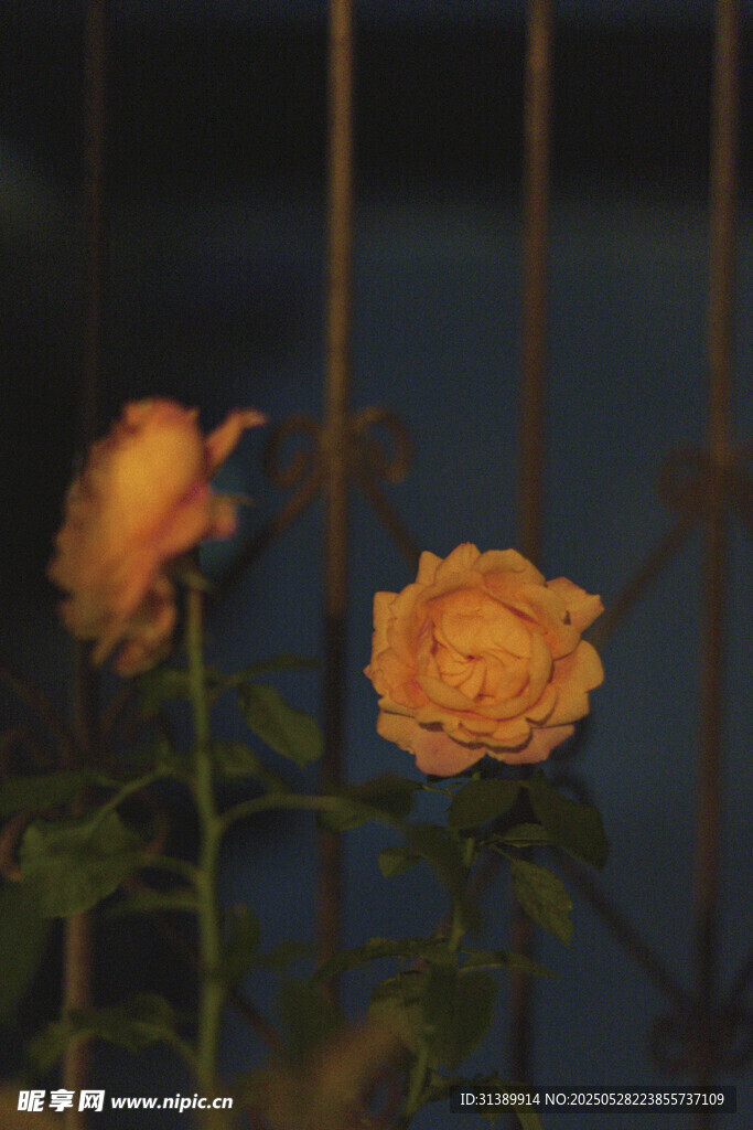 夜幕下的兩朵橙色玫瑰花