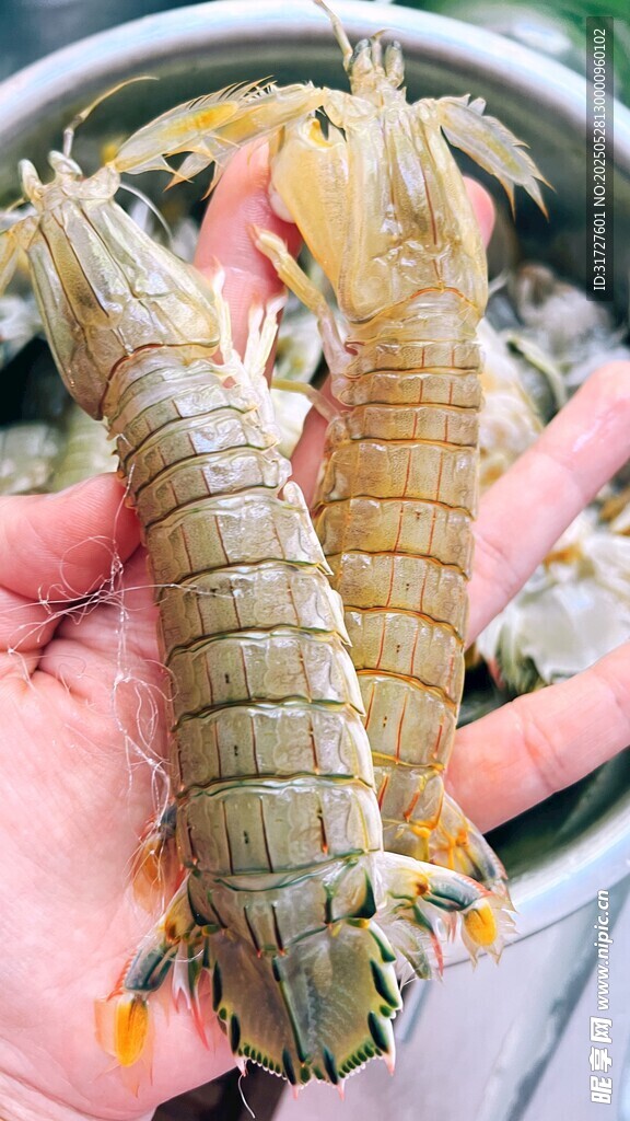 皮皮蝦