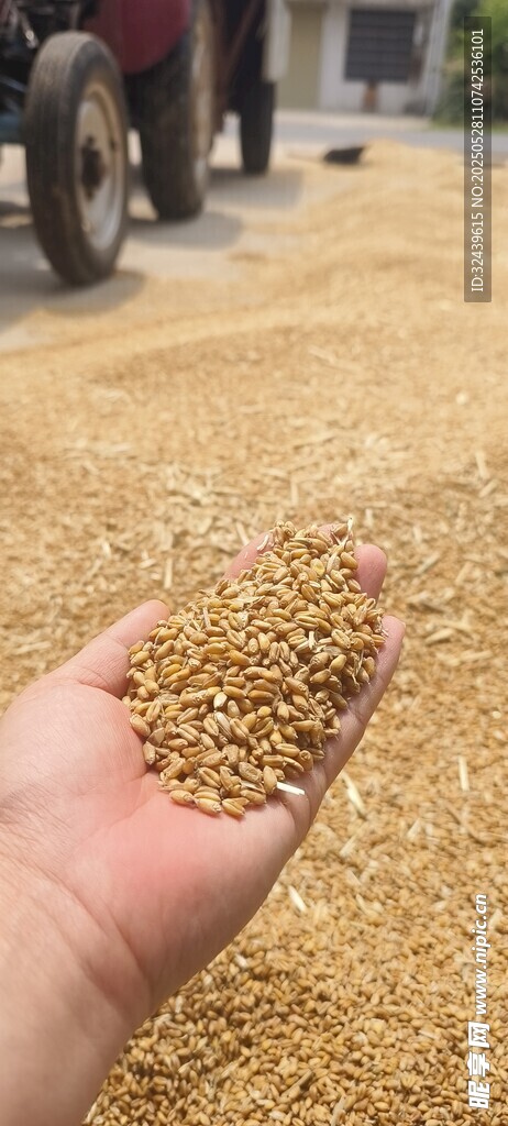 手中金黃麥粒