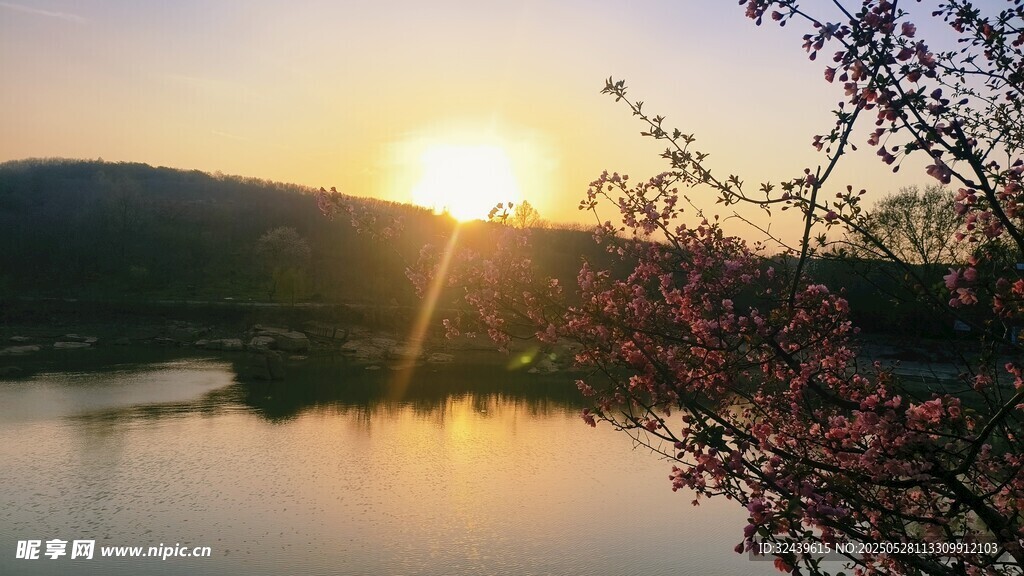 湖畔夕陽下的爛漫花枝
