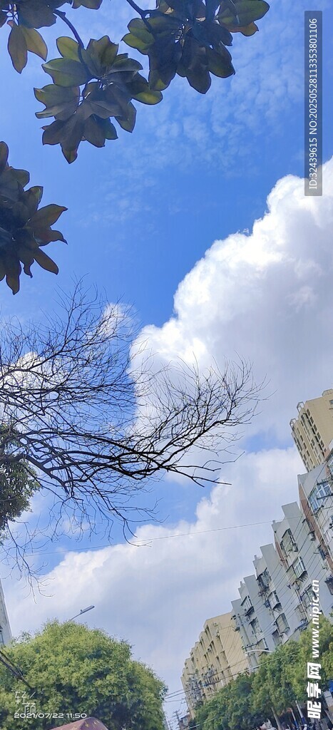 藍天綠樹間的城市景致
