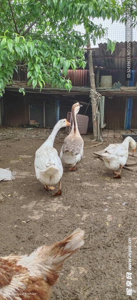 院子里的雞鴨鵝
