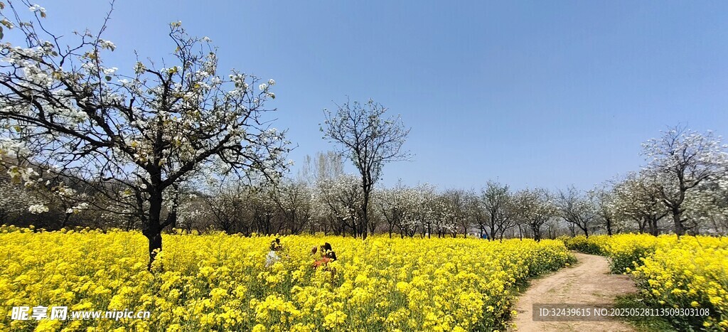 春日油菜花海小徑風光