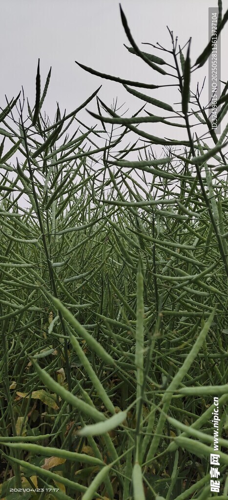 綠色油菜植株特寫
