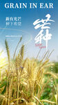芒種時(shí)節(jié)金黃麥穗