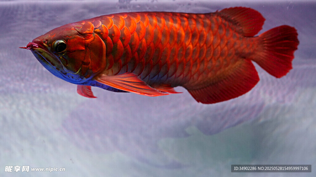 艷麗紅金龍魚水中游