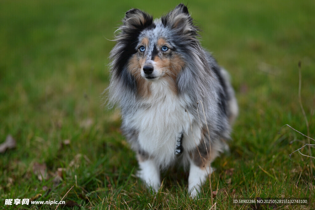 草地上的長毛牧羊犬