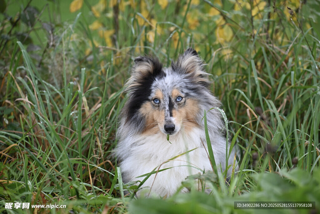 草叢中的可愛牧羊犬