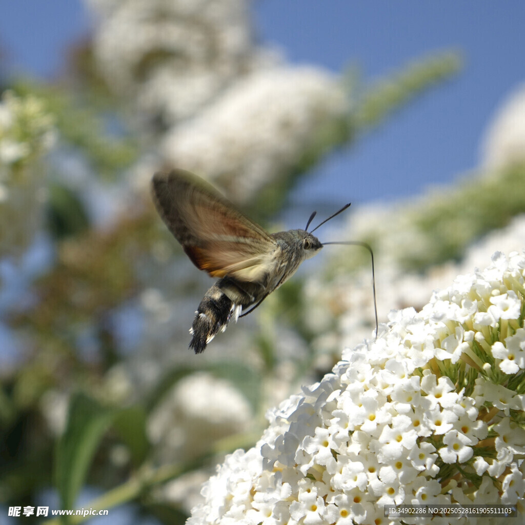 蜂鳥鷹蛾花間飛舞