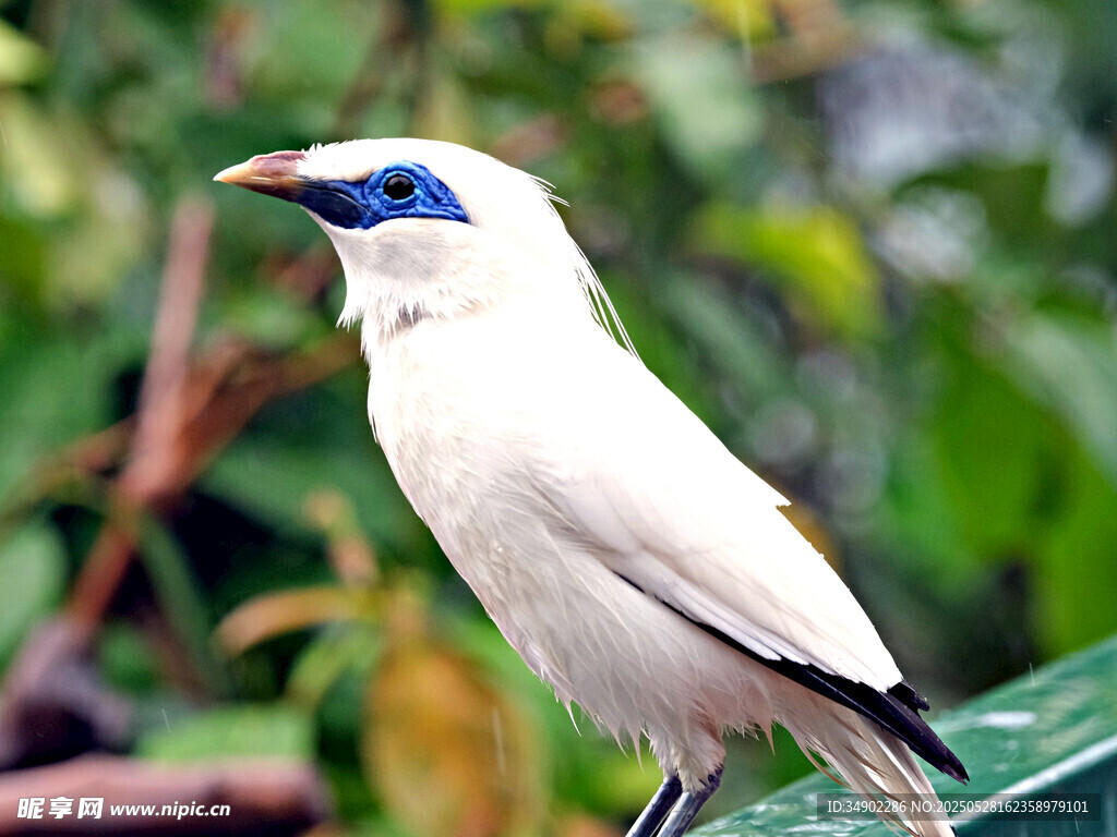 白色藍(lán)眼鳥(niǎo)棲息綠植間