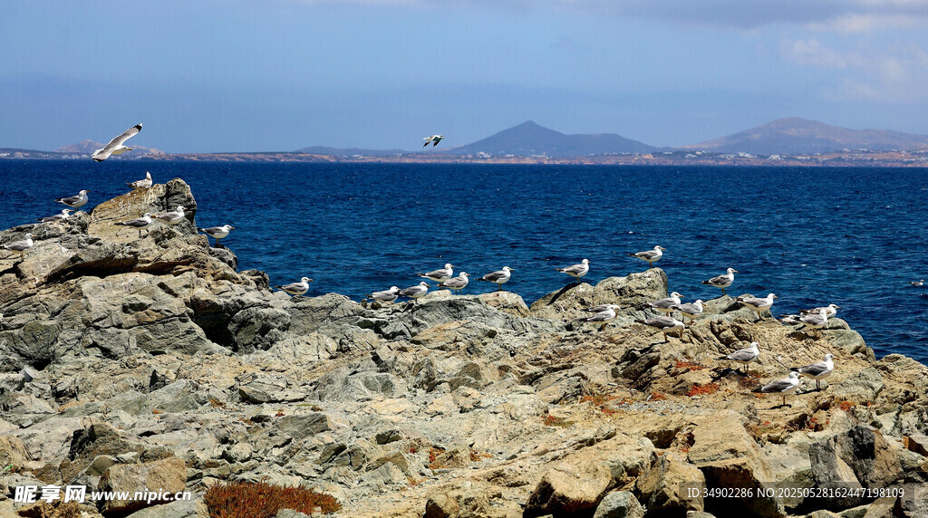 海邊巖石上的群鳥景觀