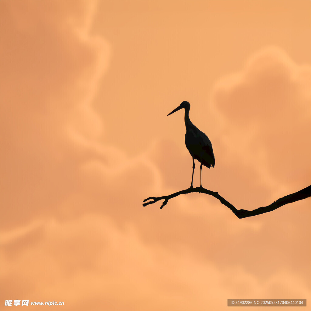 夕陽下孤鳥棲于枝頭