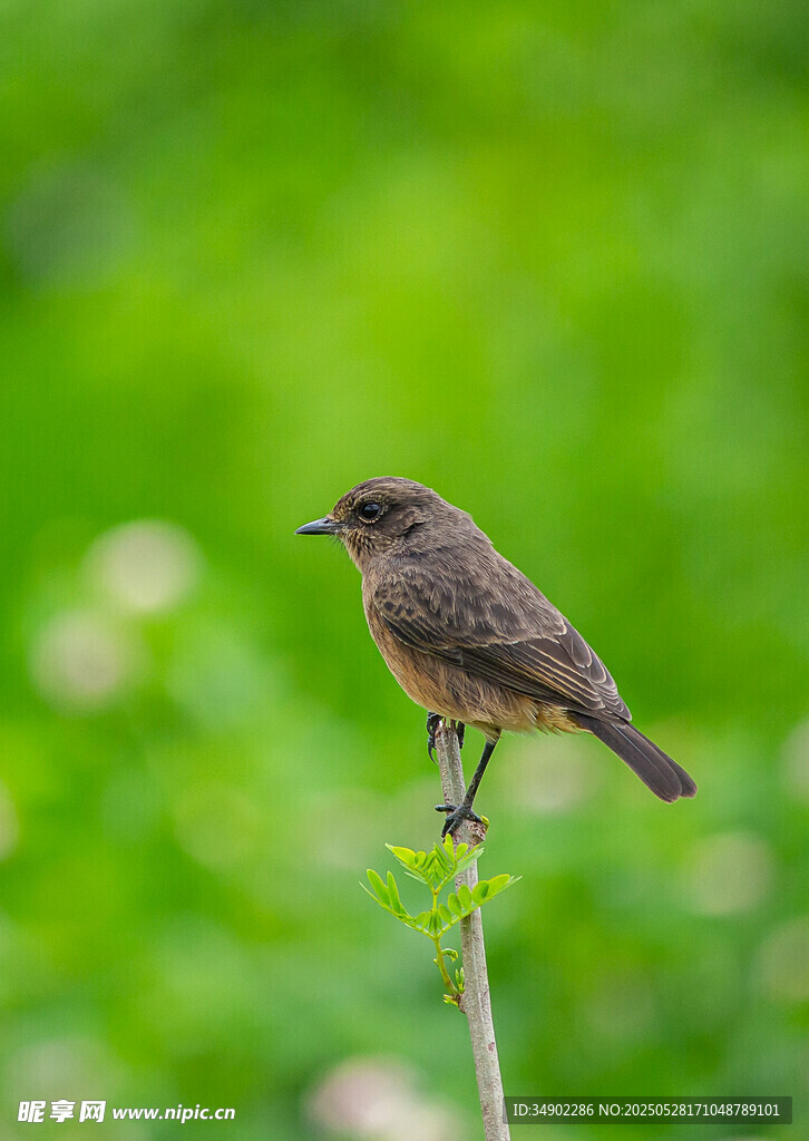 枝頭小鳥