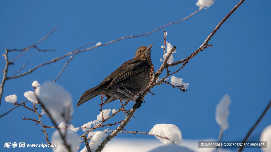 雪枝上的黑鳥