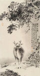 漫步的優(yōu)雅小鹿
