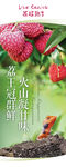 荔枝易拉寶