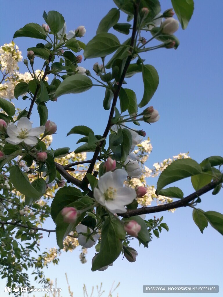 枝頭綻放的蘋果花