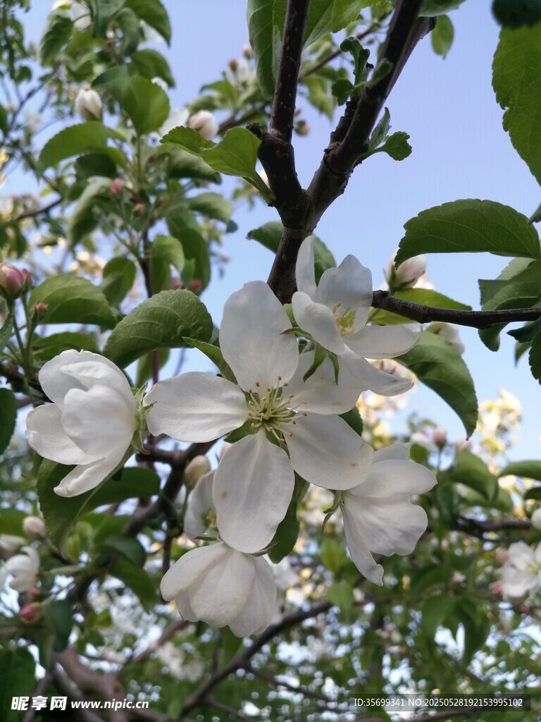 枝頭綻放的潔白蘋果花