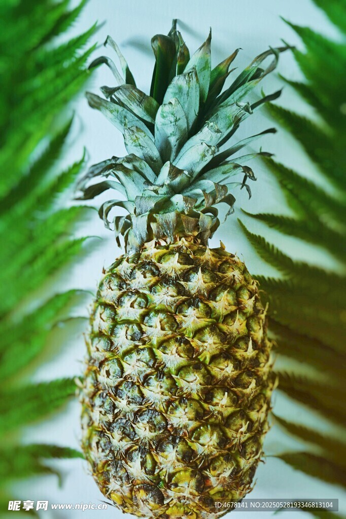 新鮮菠蘿特寫