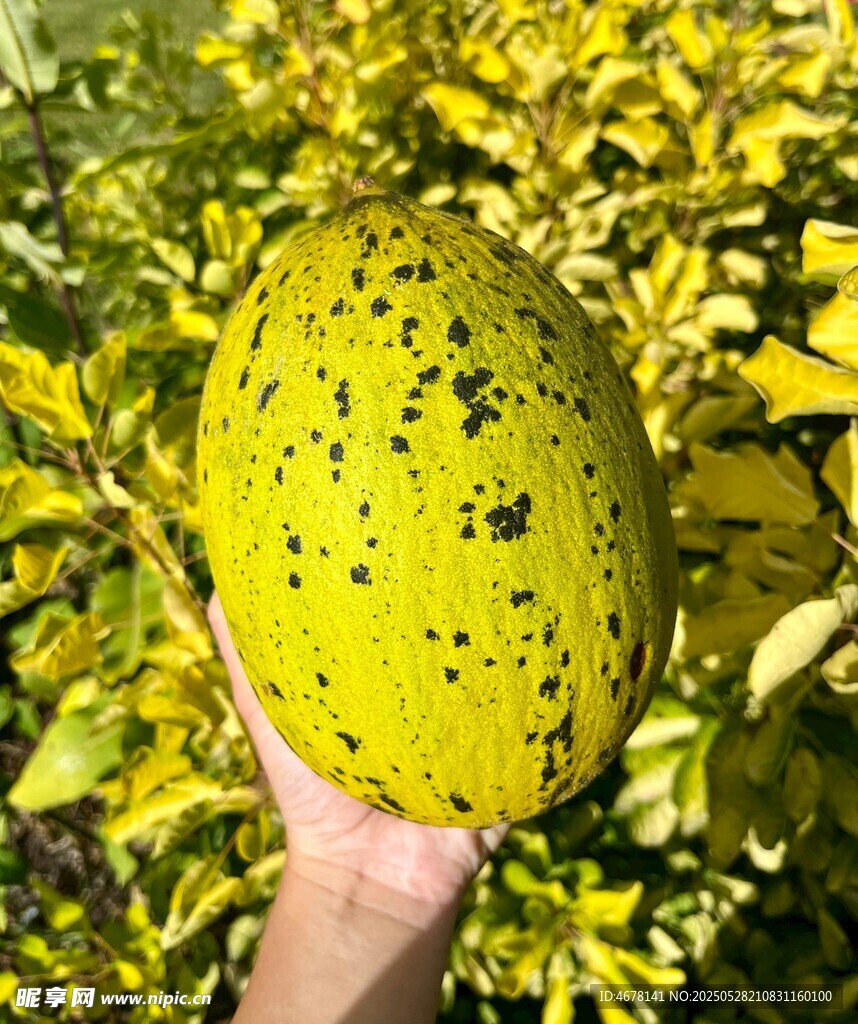 手捧斑點(diǎn)黃果