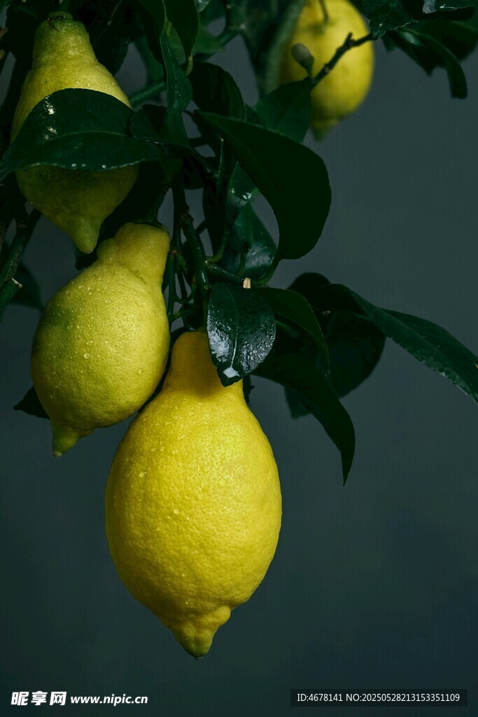 枝頭飽滿的鮮黃檸檬