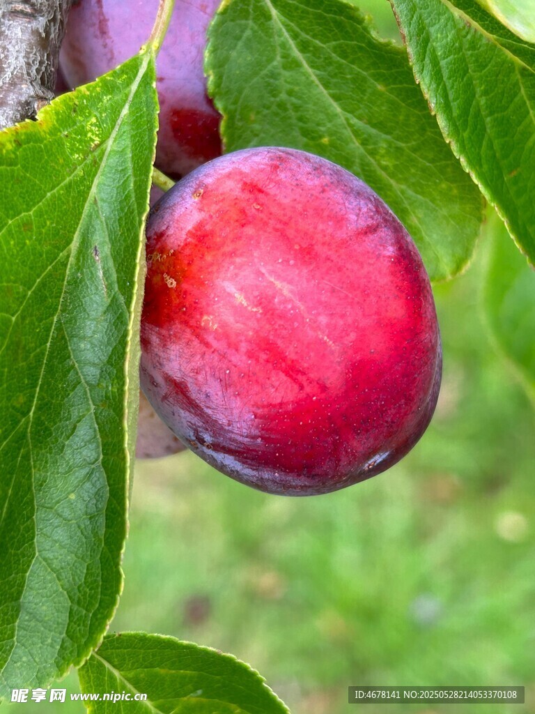 枝頭紅李掛綠葉間